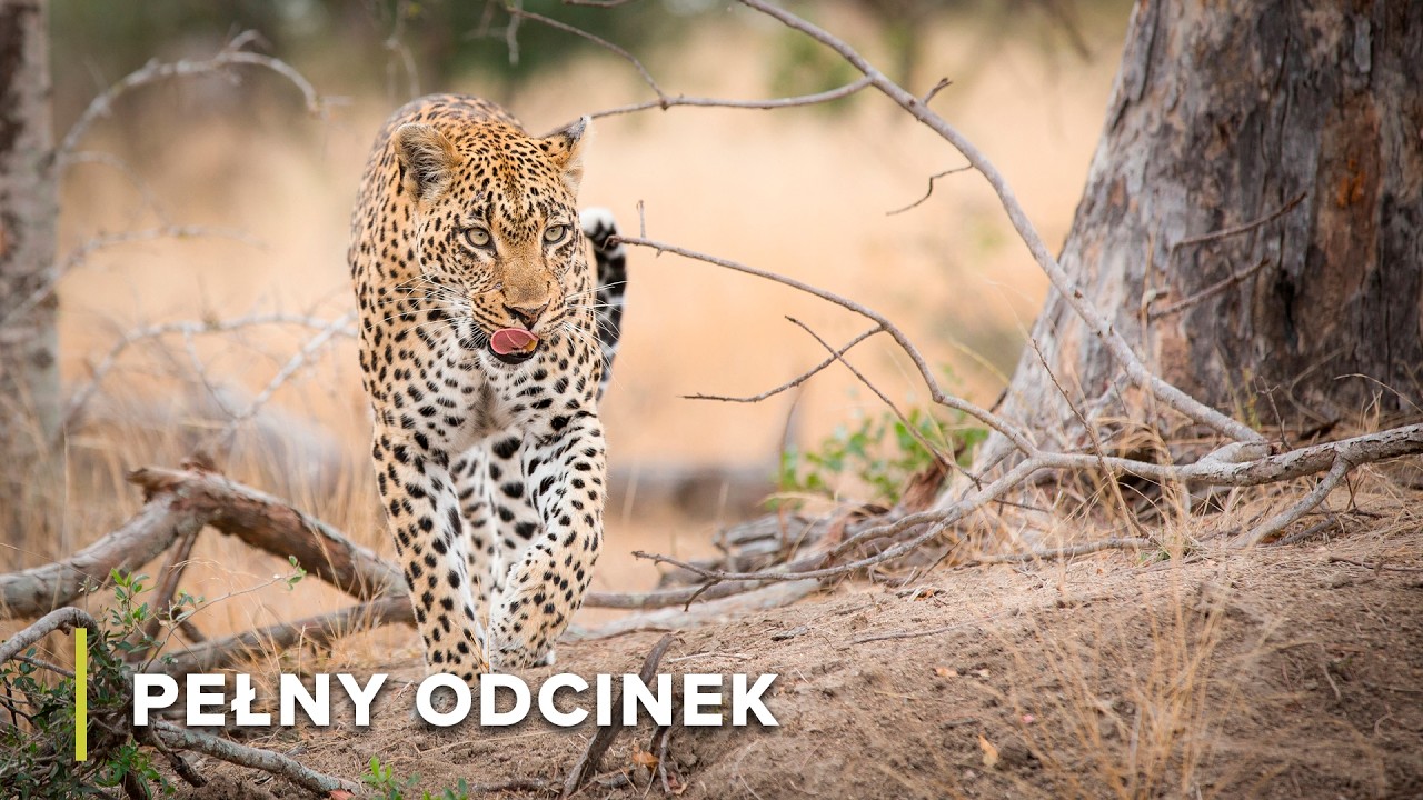 Dolina Luangwa w Zambii: Susza, przetrwanie, odnowa | Wielka susza 101+102+103