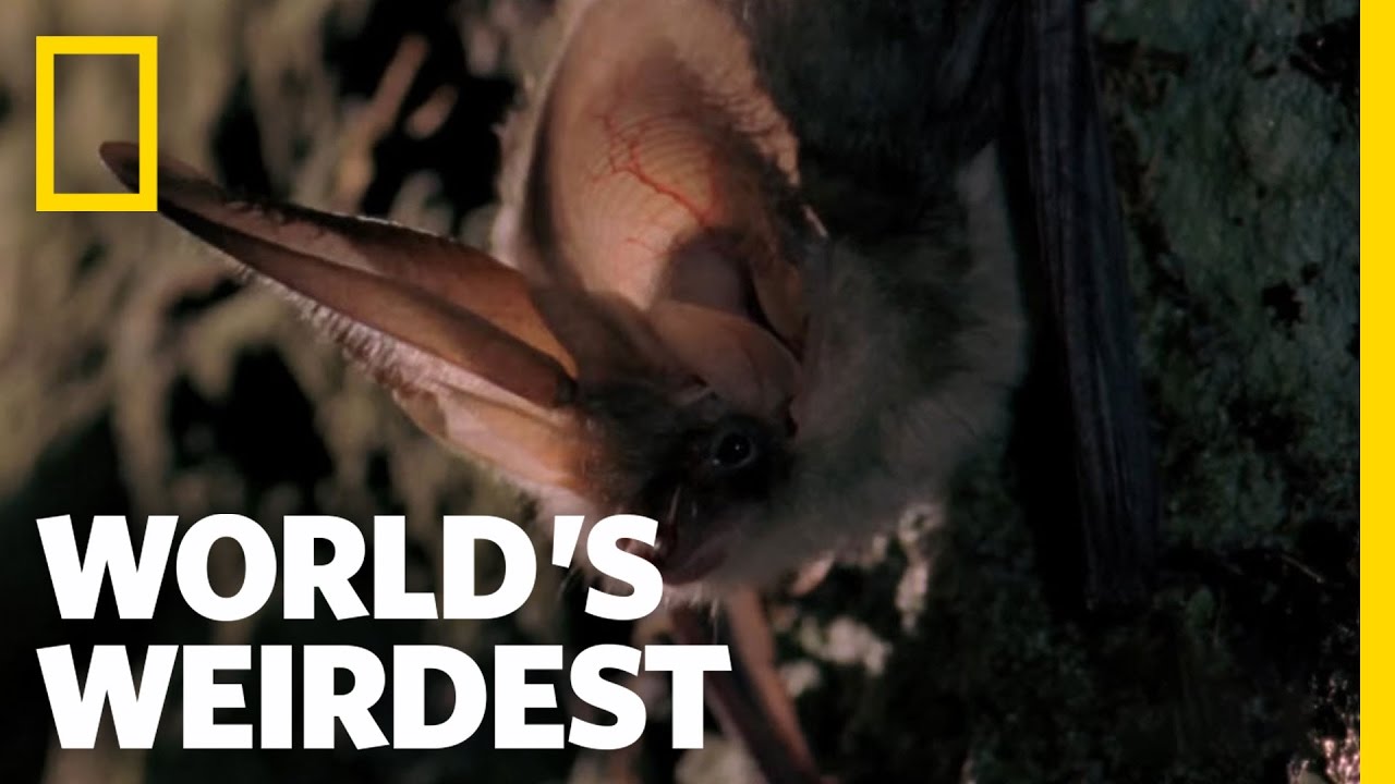 Bat Hunts in 
