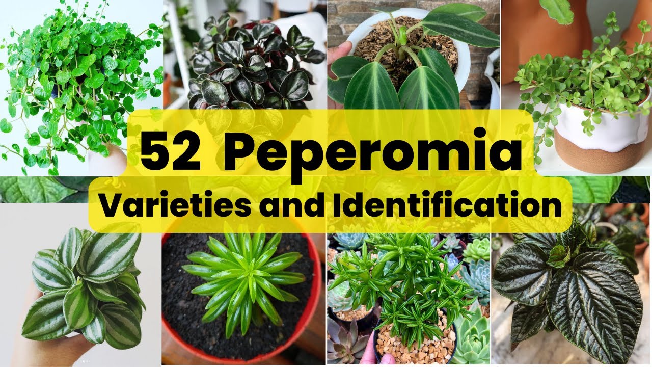 52 Peperomia Varieties | Peperomia Plant Rare Species with Names | Care Tips | Swaroopa Diaries