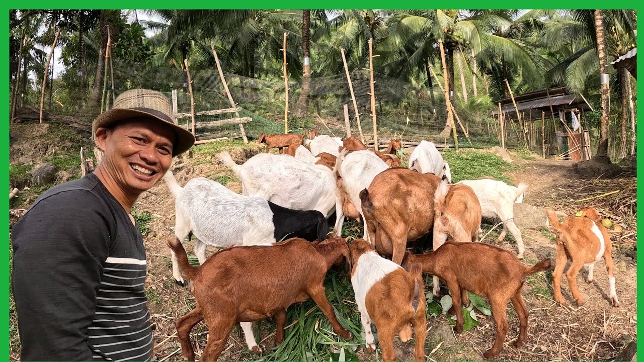 Marami NA ULIT MGA ALAGANG KAMBING+MGA GAWAIN NGAYONG ARAW SA KUBO
