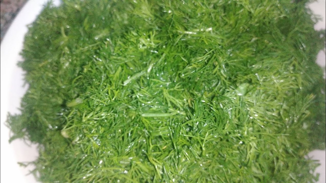 #وصفة #سفة الشبت او الشبث او بالبسباس قبل مايطلع له راس 🌿🌿#وصفة شتوية #بإمتياز🌿🌿
