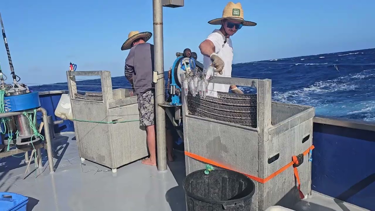 Yellowfin tuna and large swordfish have been eating massive squid -Offshore Fishing Episode 15 -