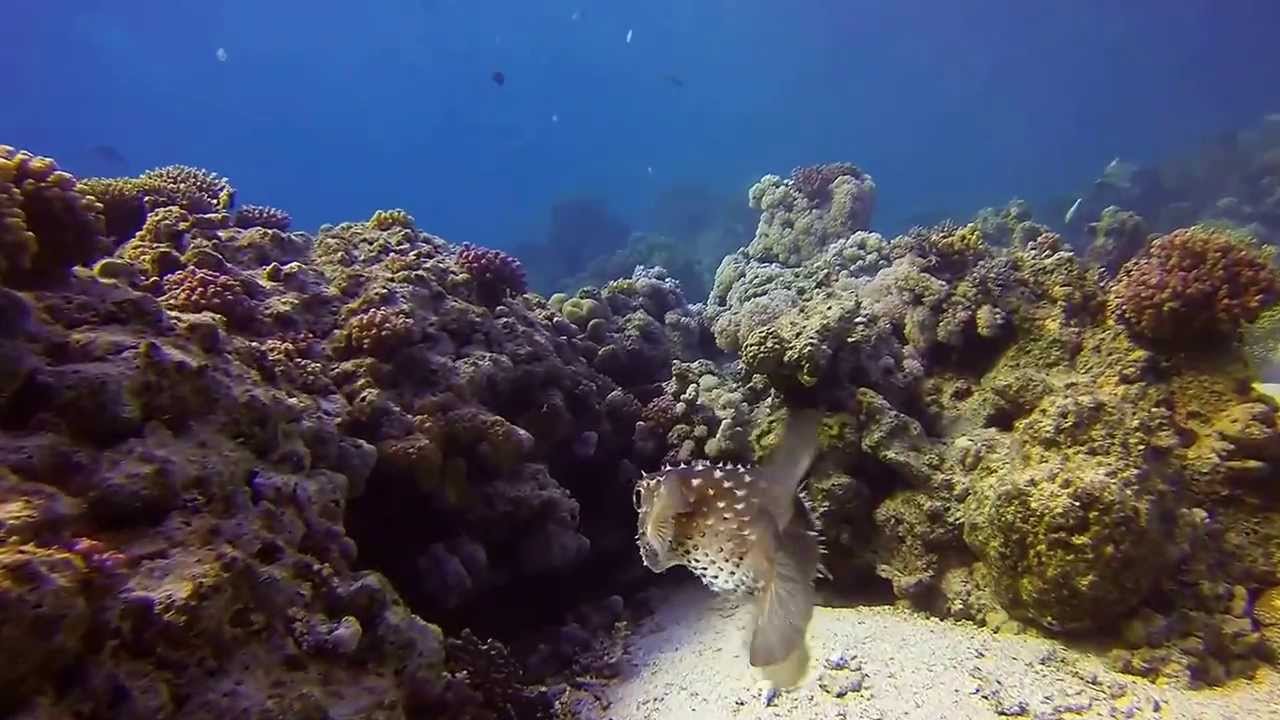 Beach Safari Marsa Alam Dec 2013