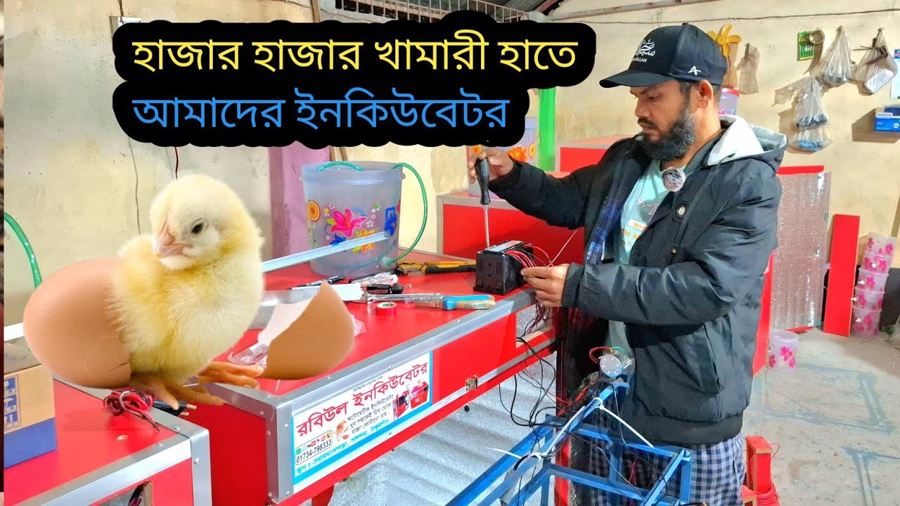 সারাদেশে কয়েক হাজার খামারী রবিউল ইনকিউবেটর ব্যবহার করে  Rabiul Incubator #rabiulincubator