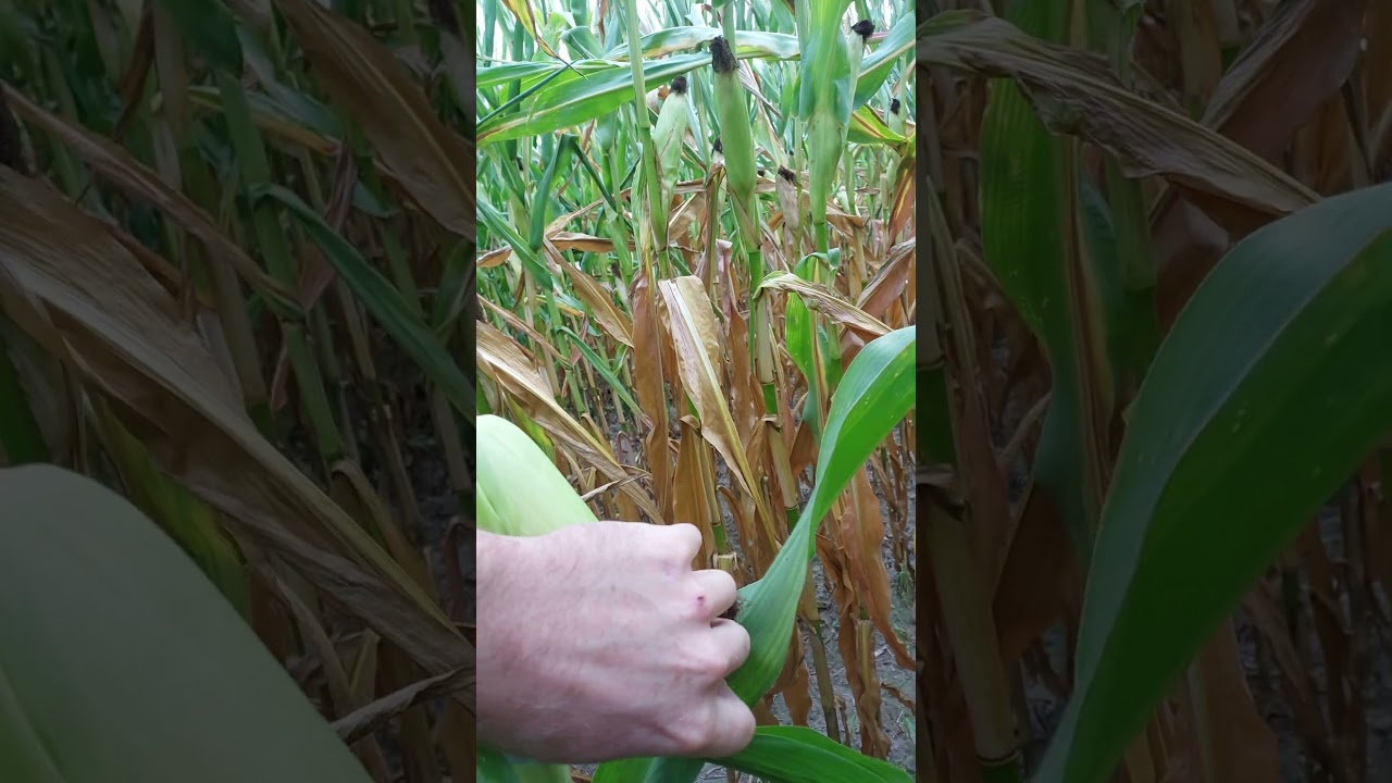 🌽1 odmiana z naszego poletka. Mas seeds Hulk💪 Jak sobie radzi w suszy:)