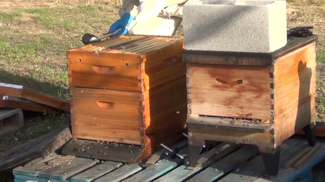 Year's First Hive Inspection