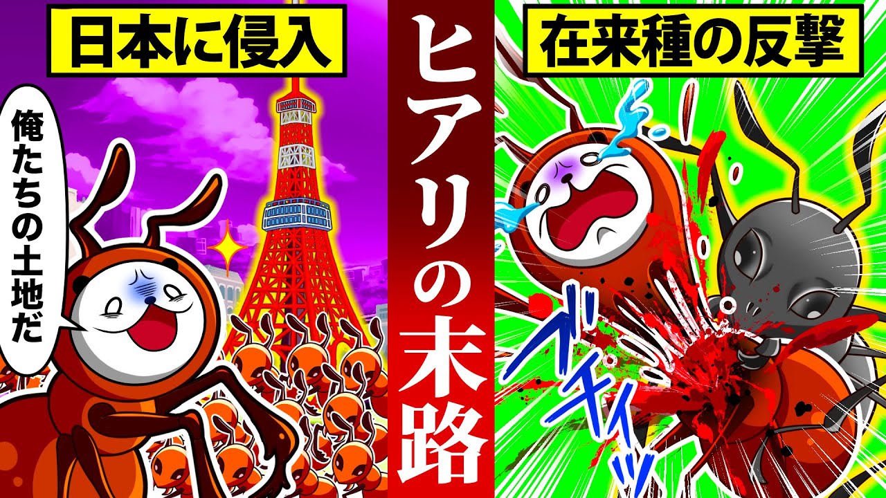 ヒアリから日本を守った在来種４選【アニメ】