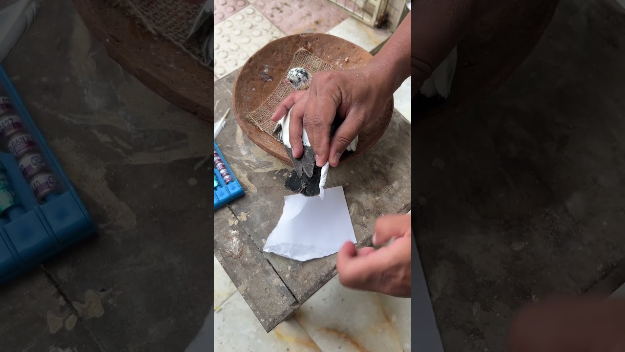 How to ring pigeons with leg feathers #PigeonRing #BirdTagging #PigeonIdentification #RingYourBirds