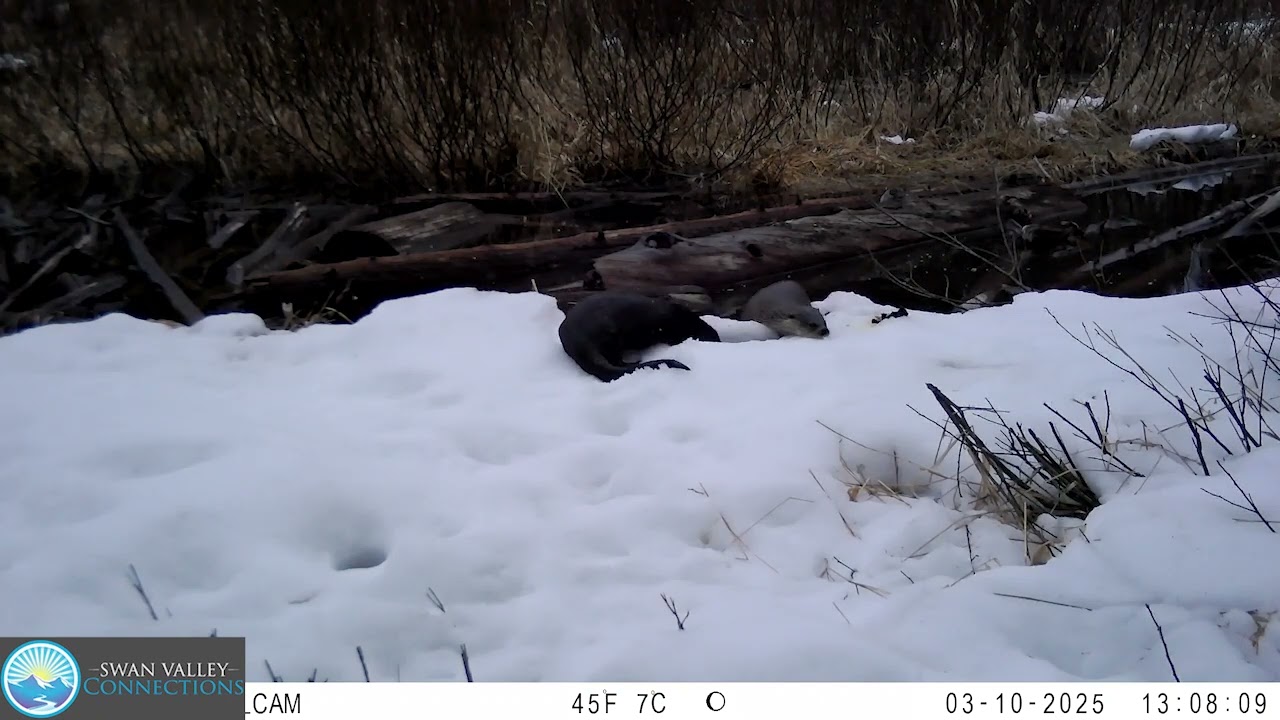 2025 Otter Latrine & Scent Marking