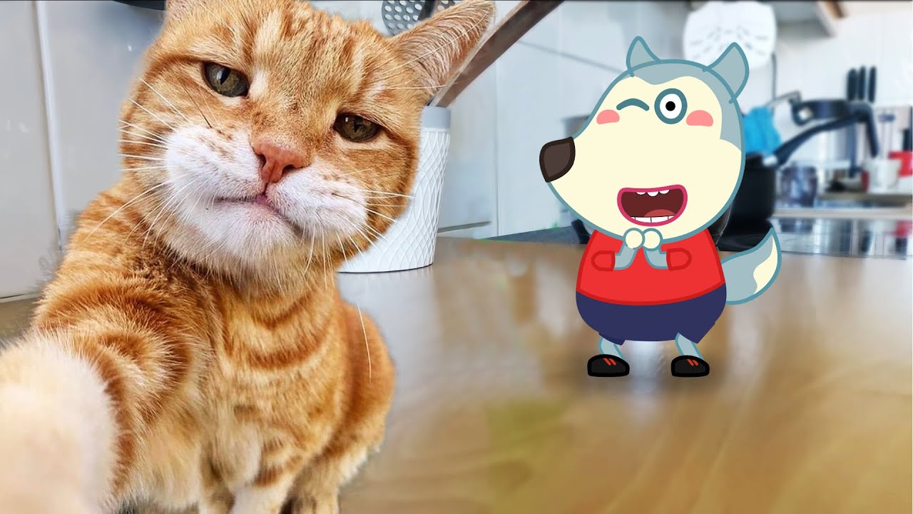 New Funny Animals 2023 😂 Funniest Cats And Dogs Videos 😾🐶 Wolfoo in Real Life!