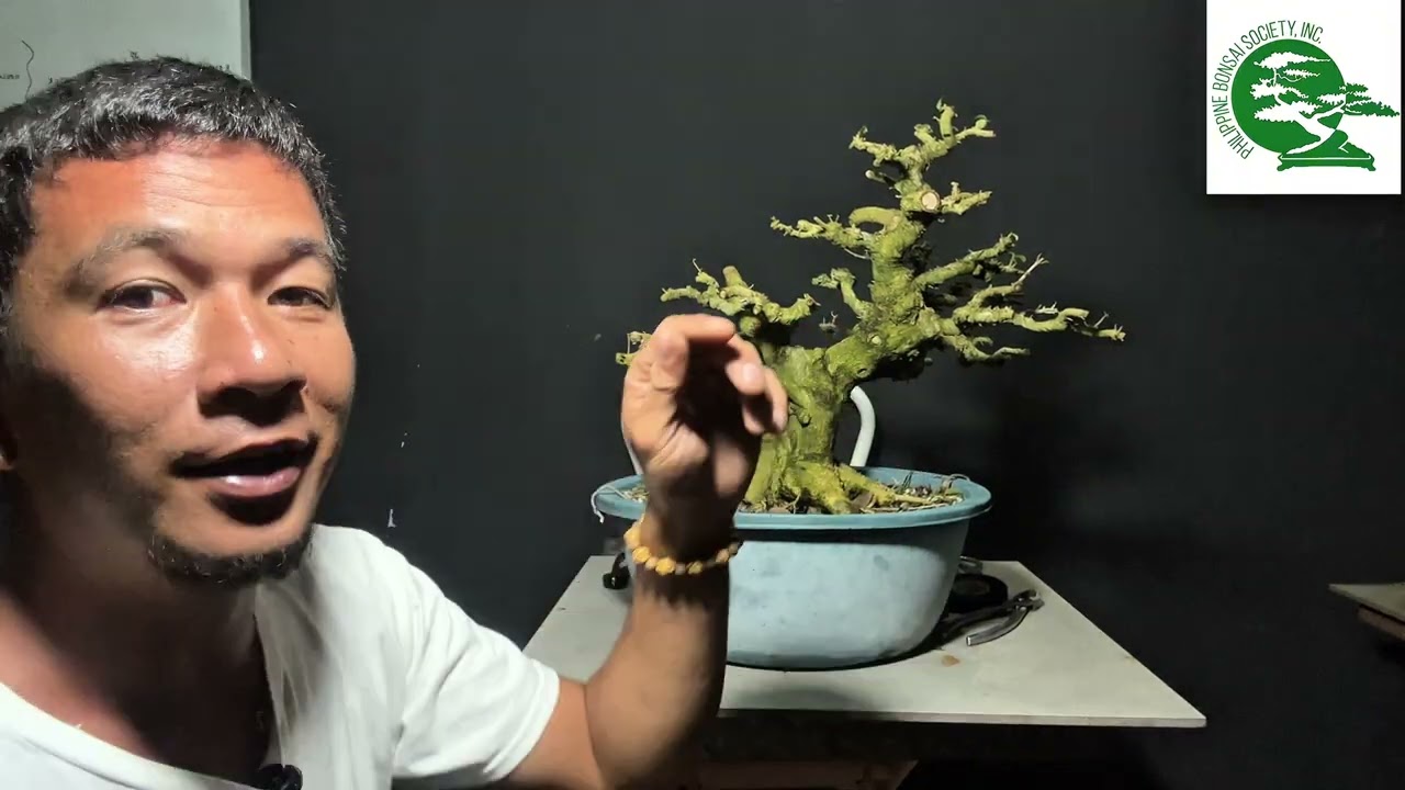 Vlog#59 yamadari matiryals na dapat pasok parin sa basic rules, #tutorial #bonsaiworkshop 💚🌳🇵🇭🙇🏻‍♂️