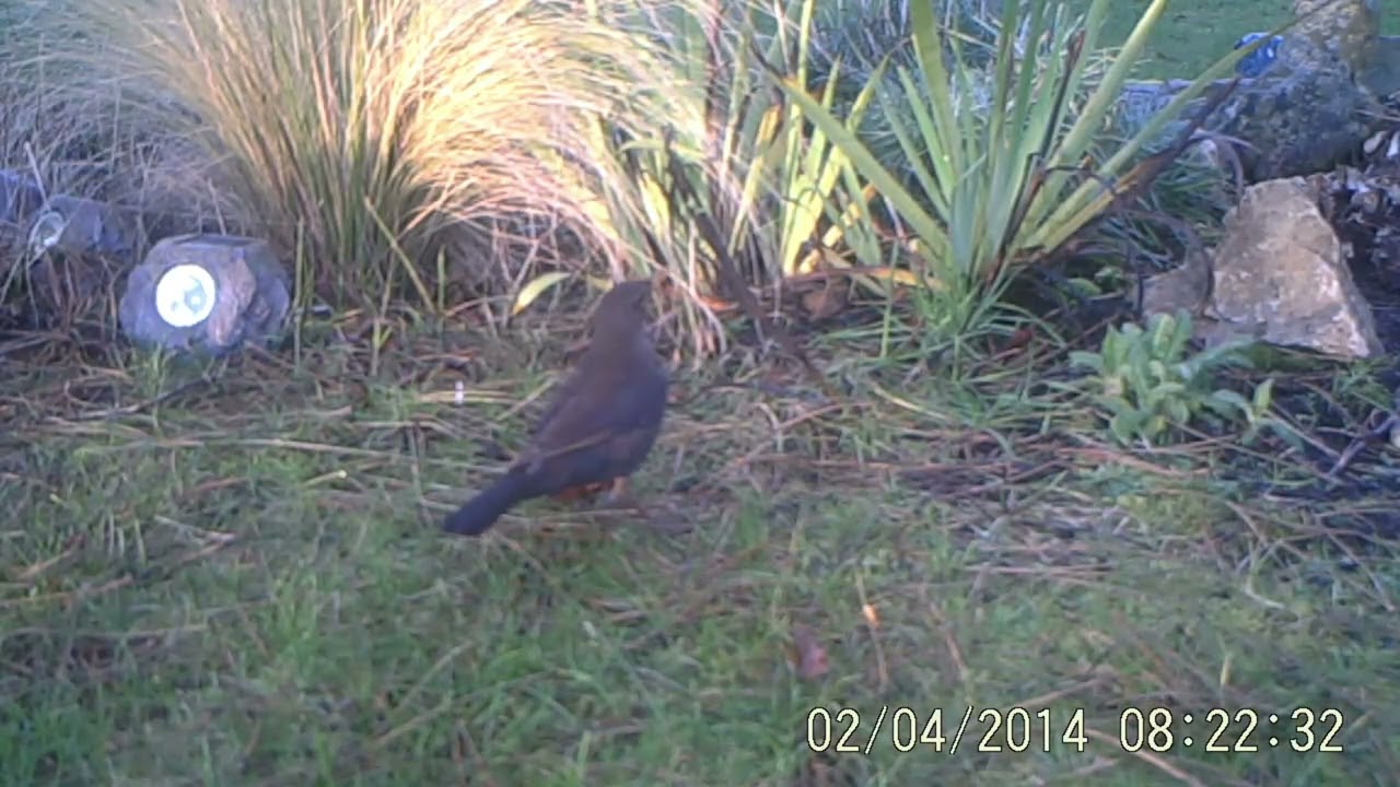 Trail Camera Footage February 2014