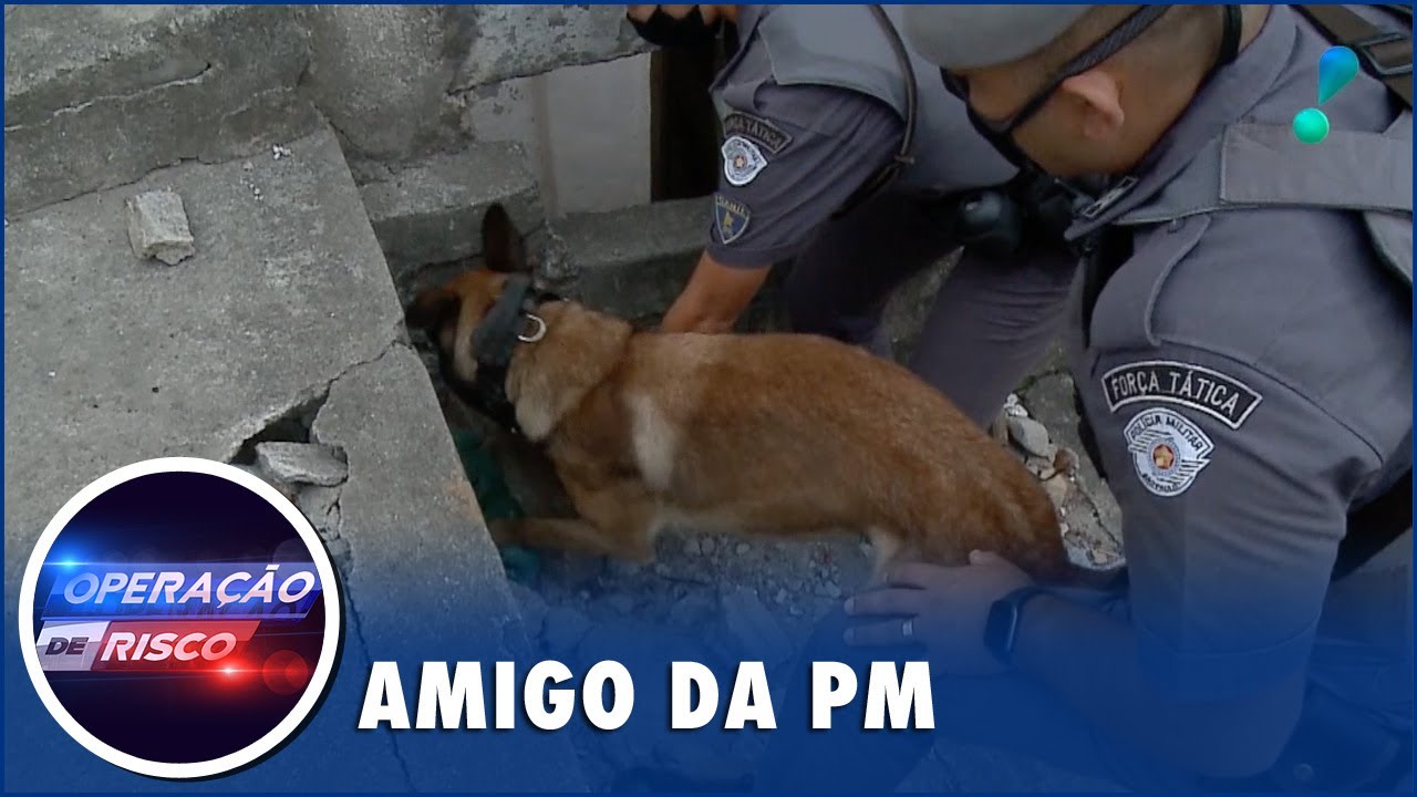 Cão farejador da PM localizado drogas escondidas em buraco