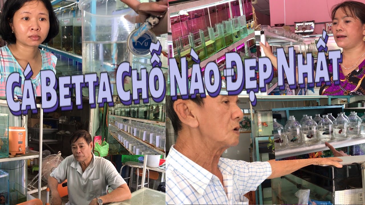 Thử đi 4 Tiệm Cá Cảnh tìm Cá Betta đẹp