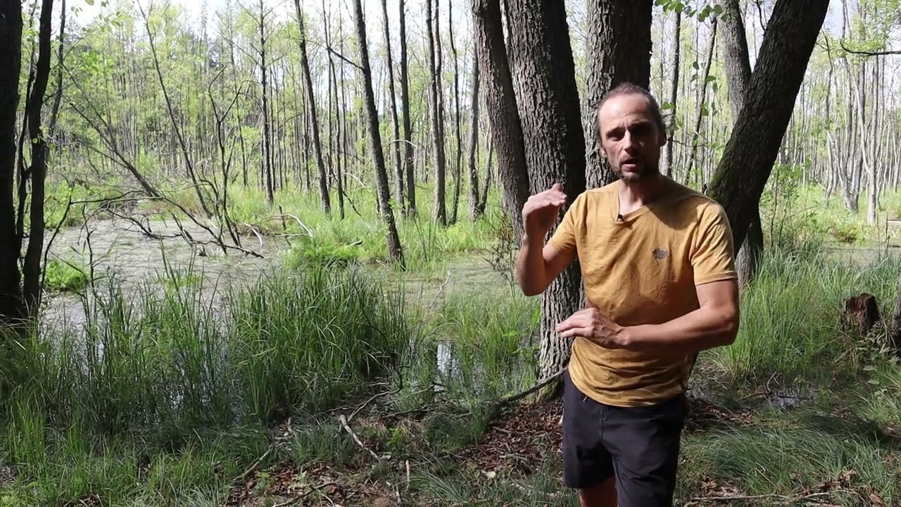 Visit to the swamps EcoLogic