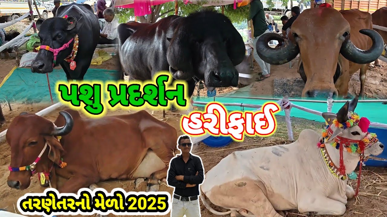 પશુ પ્રદર્શન હરીફાઈ તરણેતર નો મેળો 2025 | Buffalo Tarnetar Melo | Buffalo | Tarnetar Live 