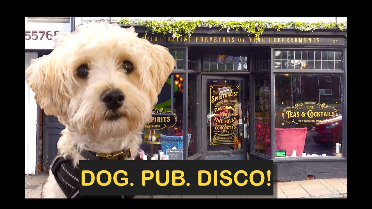 Dog Friendly Pubs in Lichfield, Staffordshire - Review of five VERY different pubs