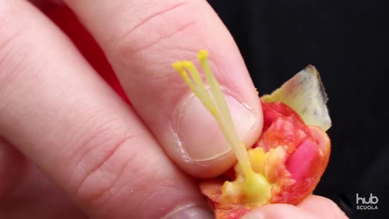 Com'è fatto un fiore