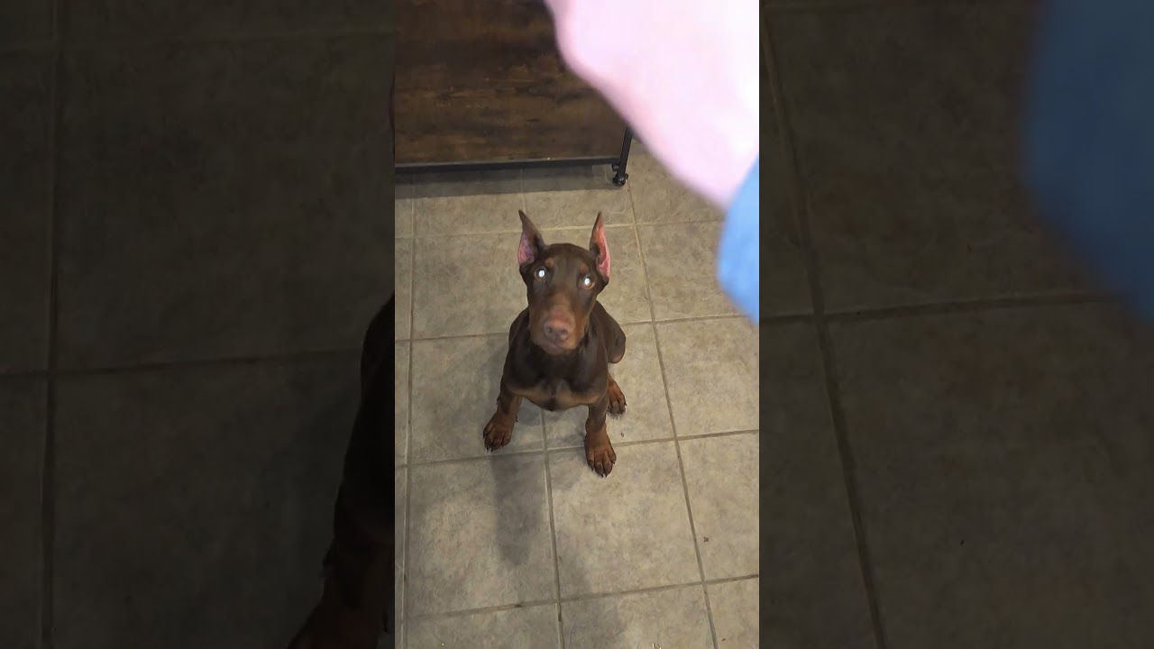 AKC Registered Dobermans Facebook  dreadful dobermans kennels