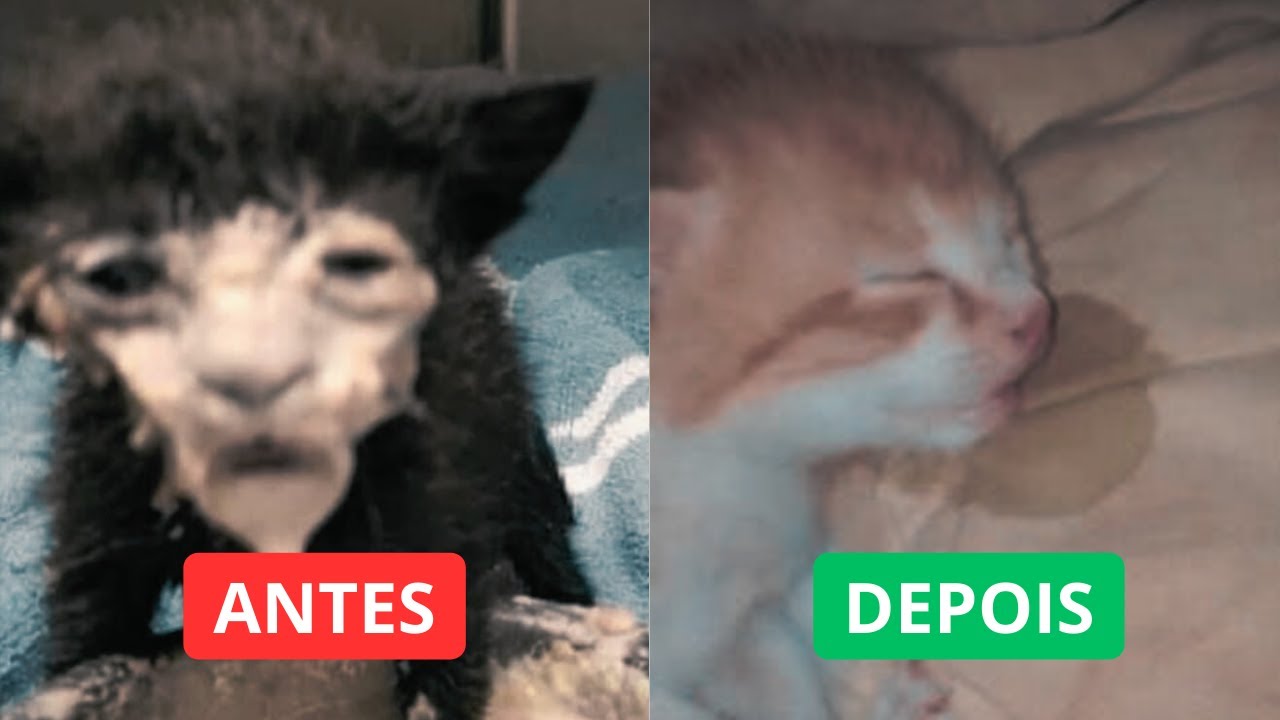 A Ciência do SONO PERFEITO (Não é sobre 8 horas)