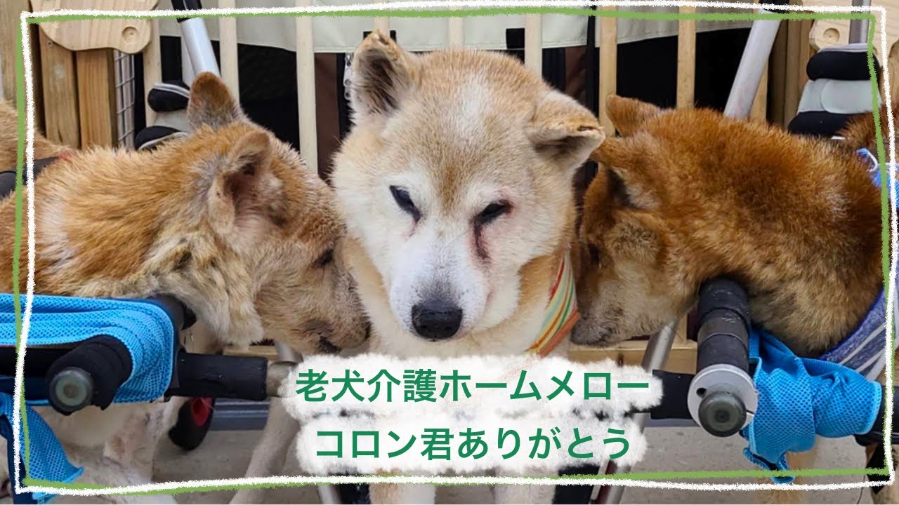 【ご報告】コロンくん、たくさんありがとう🐾