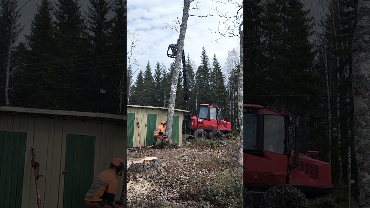ajokone avusteinen koivun kaato  