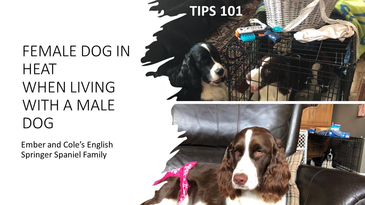 Female Dog In Heat, When Living with a Male Dog: Tips 101