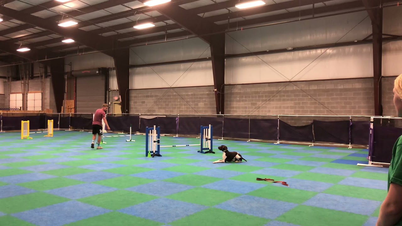Nitro GSP: AKC  Agility ACT 1 Standard Round 2