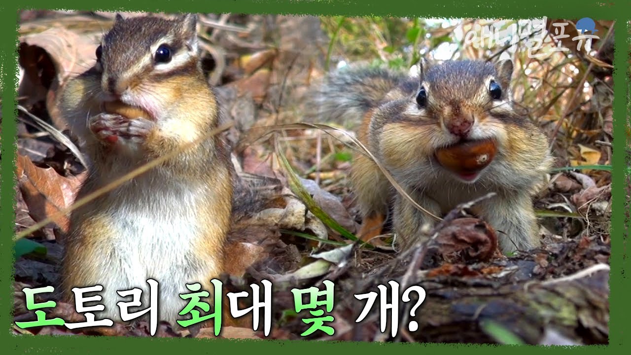 다람쥐 입에는 도토리가 몇 개나 들어갈까? 산골짝 다람쥐의 도토리 쟁탈전 🐿️💥 | KBS 환경스페셜 121128 방송