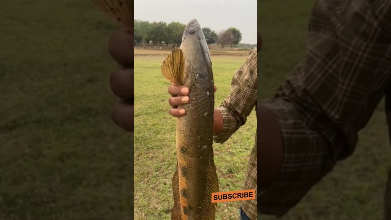 maral fish,maral fishing hunting,#murrelfish