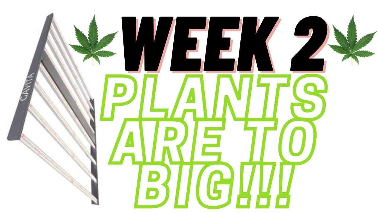 How to Build Cannabis Grow Room | Gavita LED to grow Cannabis Fast | Week 2 of Flowers | #GrowBro