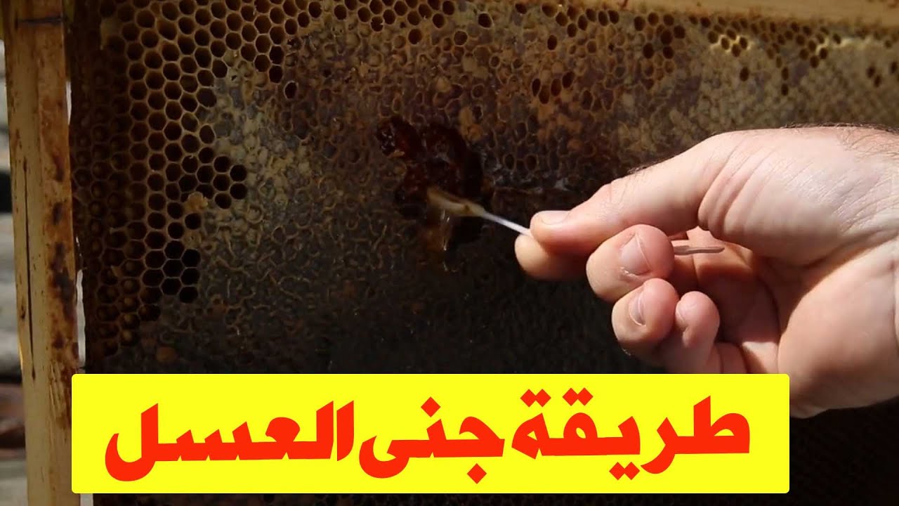 طريقة جني العسل
