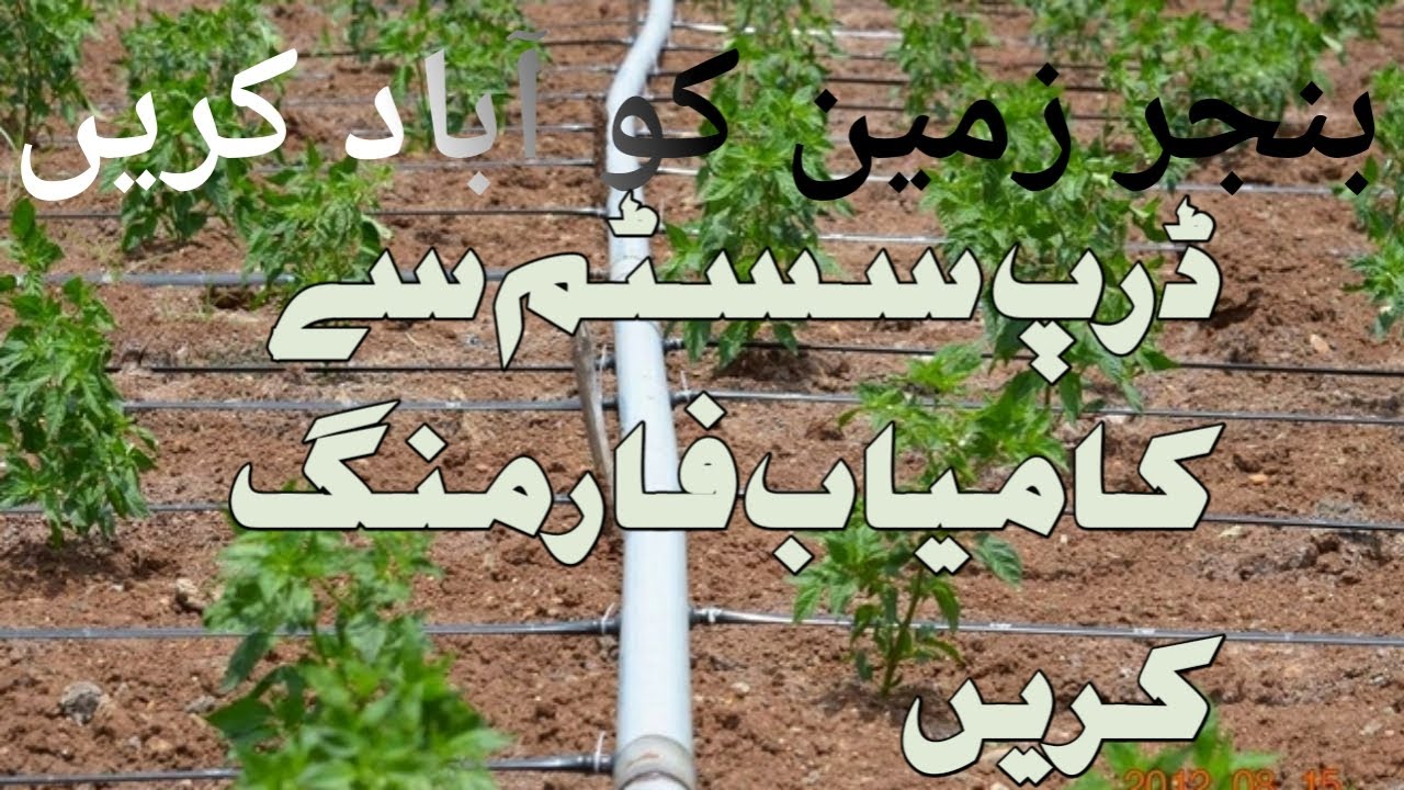 DRIP IRRIGATION SYSTEM IN PAKISTAN | DRIP IRRIGATION SYSTEM | BEST FARMING | UMAR BUSINESS TIPS