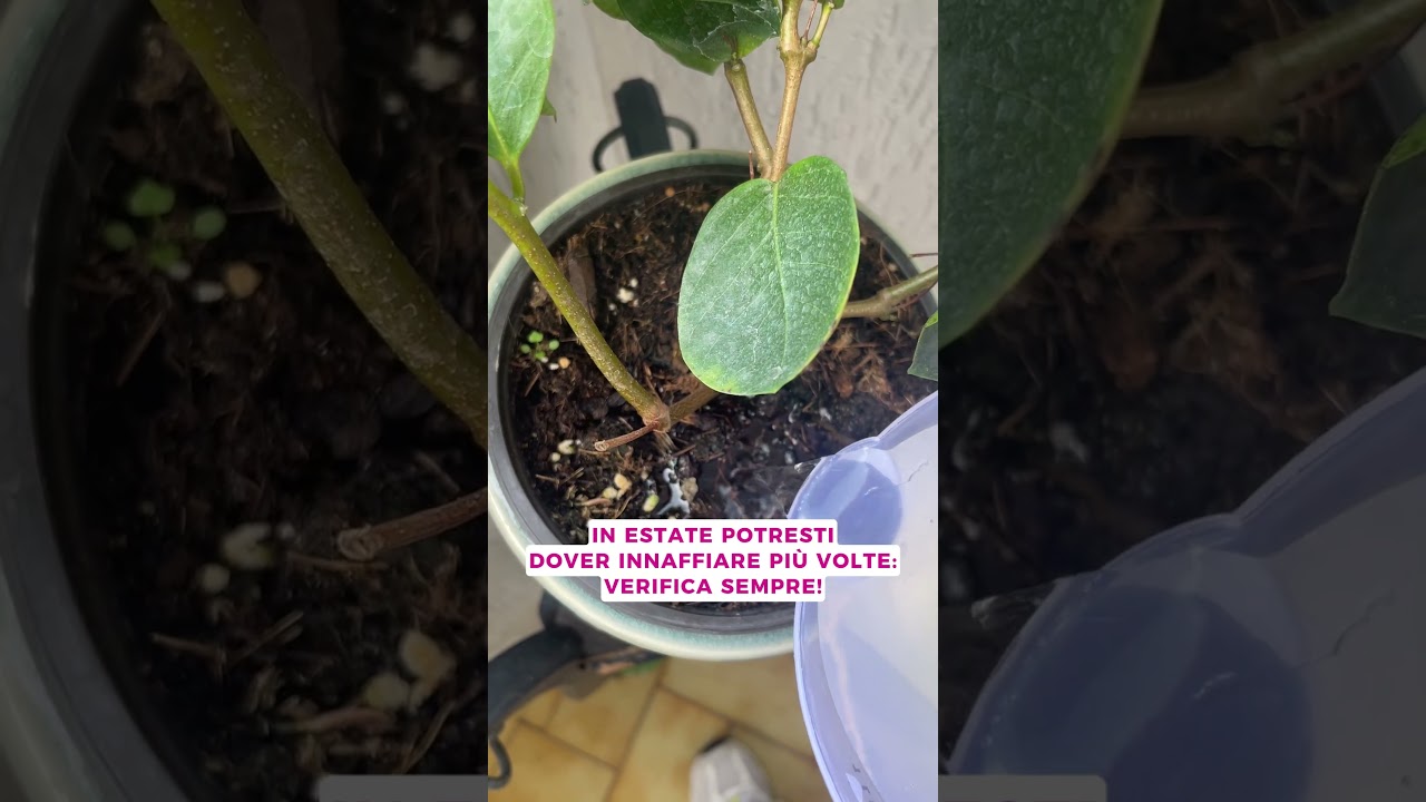 PER AVERE UNA DIPLADENIA FIORITA E FOLTA SEGUI QUESTI 3 CONSIGLI #gardening #shorts #viral
