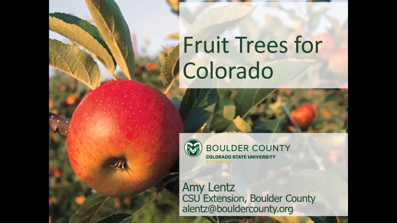 Fruit Trees for Colorado