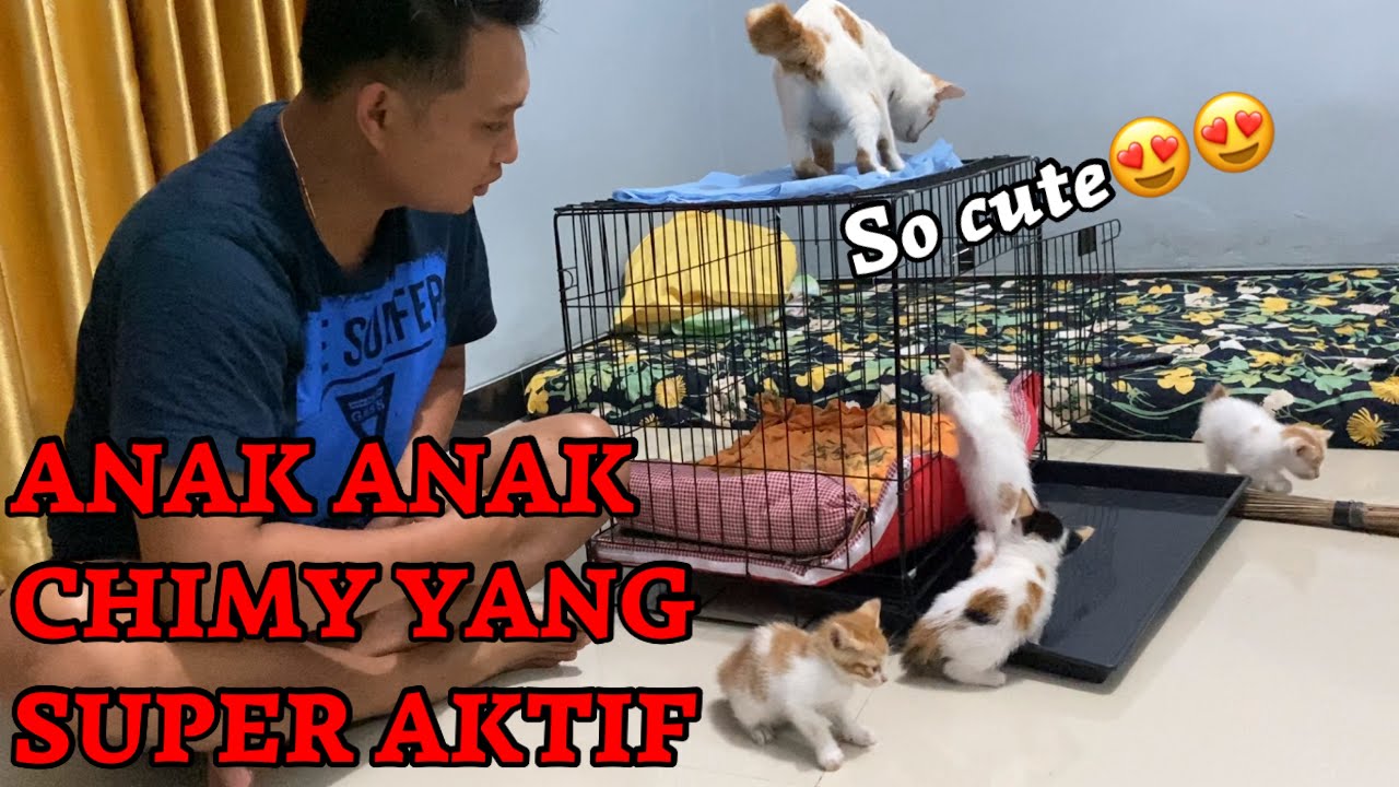 MAINAN BARENG ANAK ANAK CHIMY YANG LUCU😍 || Kucing lucu&super aktif