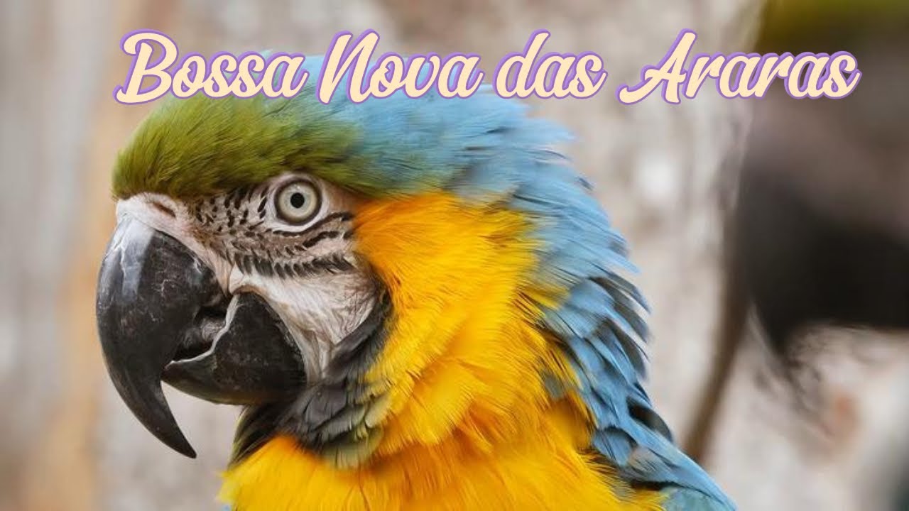 bossa nova das araras