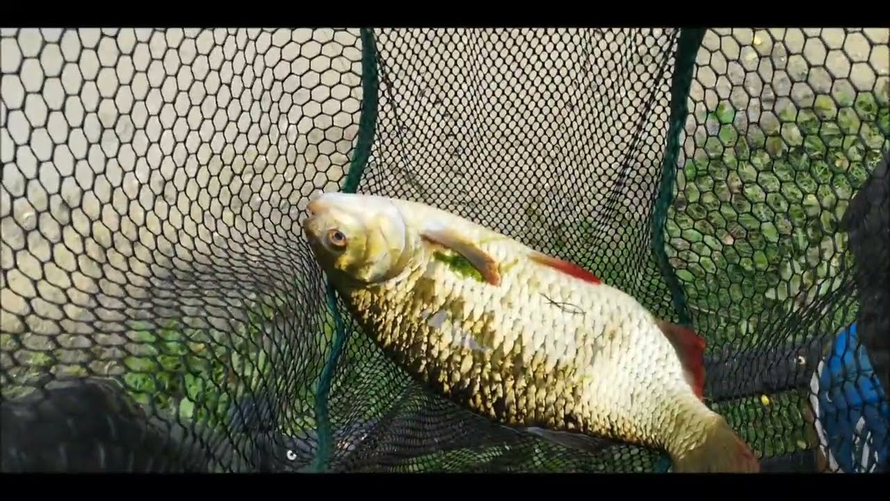 A 2.556lb rudd, aka A 2lb 9oz Rudd almost.