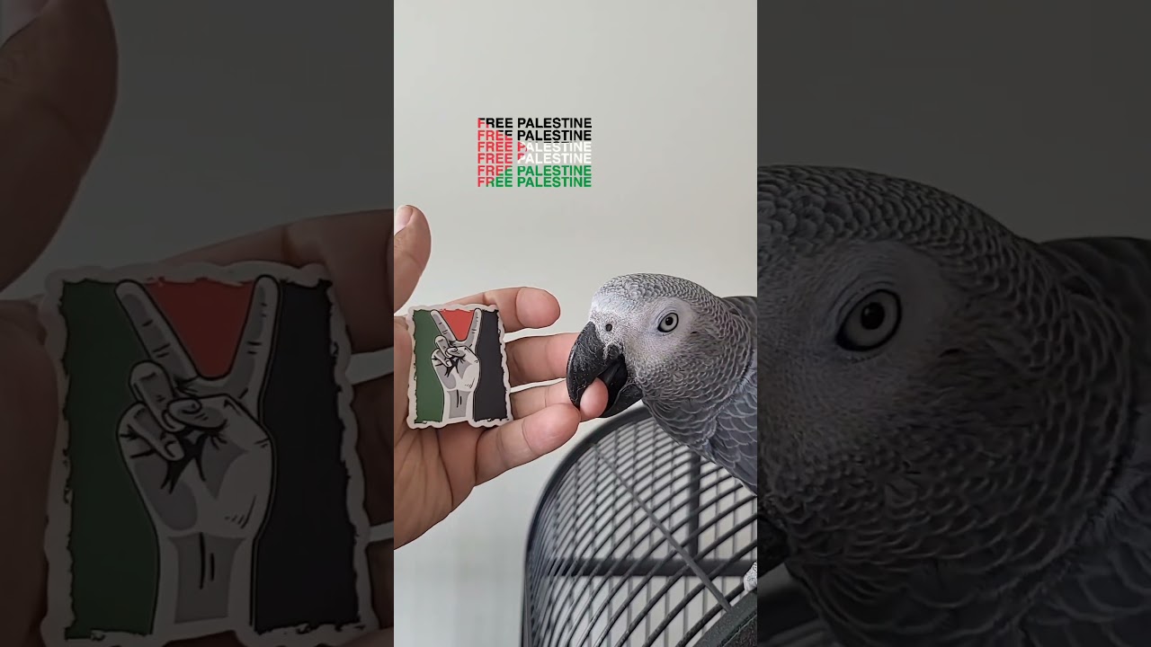 My Parrot Shows Strong Support for Palestine 💪🇵🇸 #parrot #petbird #solidarity #palestine #birds