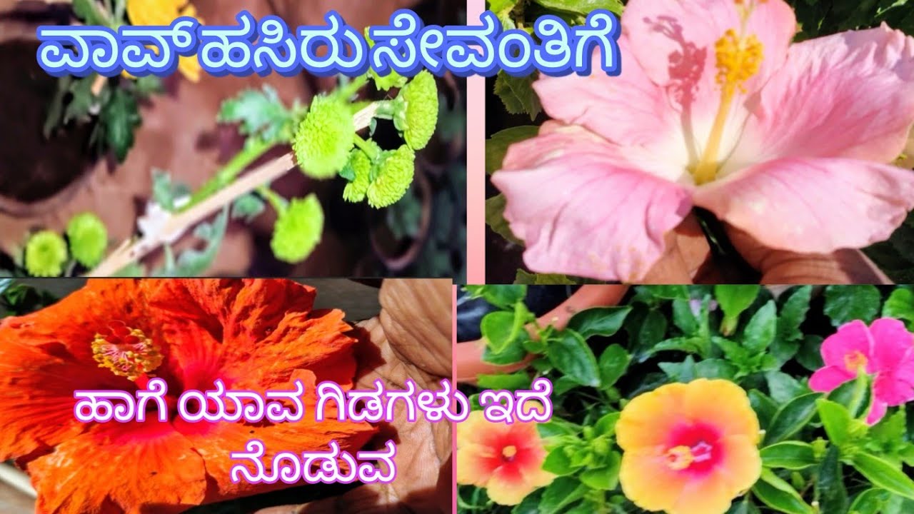 ವಾವ್ ಹಸಿರು ಸೇವಂತಿಗೆ ಹಾಗೆ ಯಾವ ಗಿಡಗಳು ಇದೆ ನೊಡುವ 