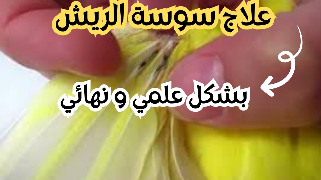 علاج سوسة الريش ..بشكل علمي ونهائي