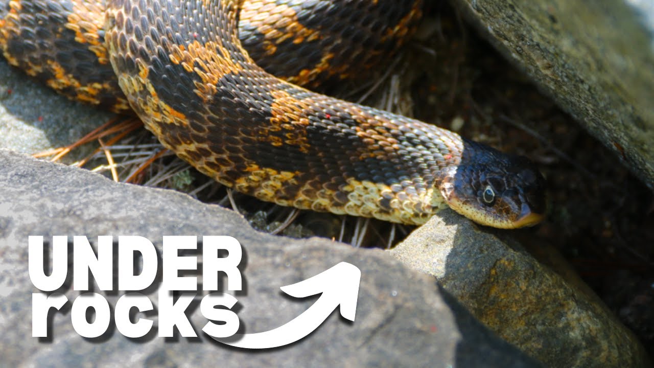 Finding Reptiles & Amphibians Under Rocks