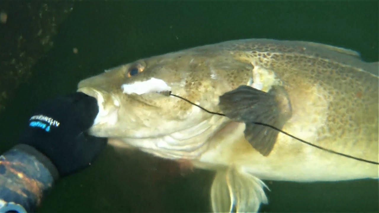 Spearfishing Norway, August 2023