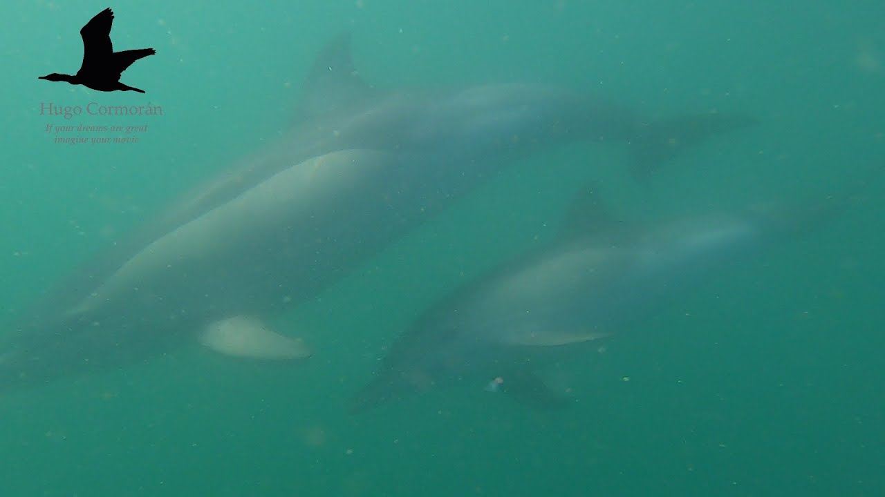 Festín de cientos de Delfines en la Bahía de Málaga