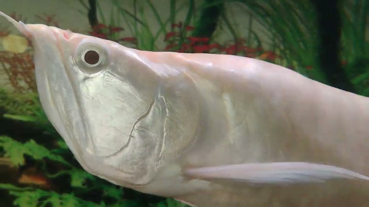 IKAN BESAR DALAM KOLAM WARNA WARNI LUCU