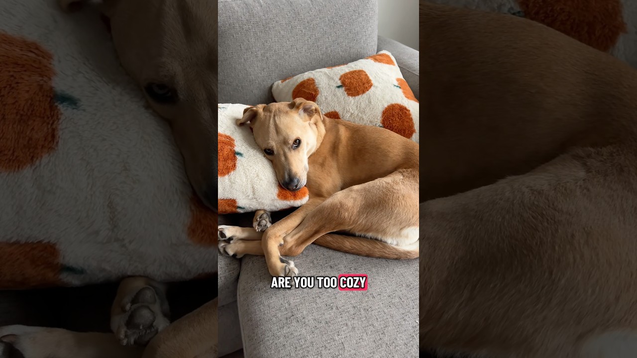 Сандра пишет &laquo;С&raquo; в слове Sleepy 🤣 Подписывайтесь, чтобы увидеть больше очаровательного контента о...