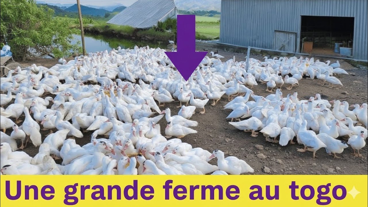 KFK, cette ferme vaut plus des millions 