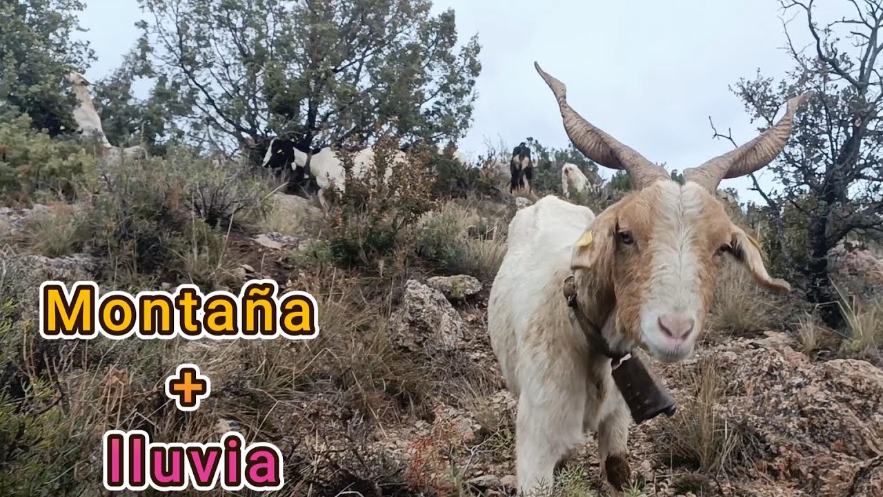 Me pilla la lluvia pastoreando cabras en la alta montaña