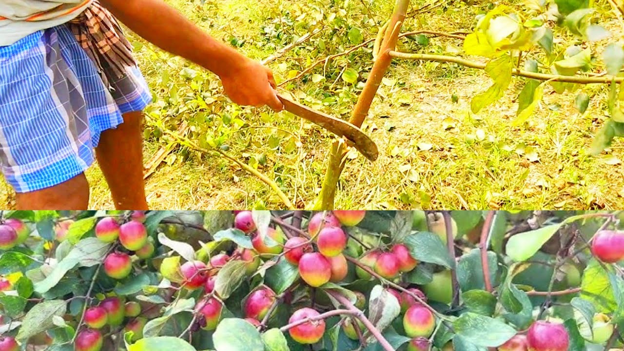 মিস ইন্ডিয়ান কুল গাছের বাগান কাটা হচ্ছে এই ভিডিওটা দেখে আপনারাও শিখতে পারবেন আপনারাও কাটতে পারবেন