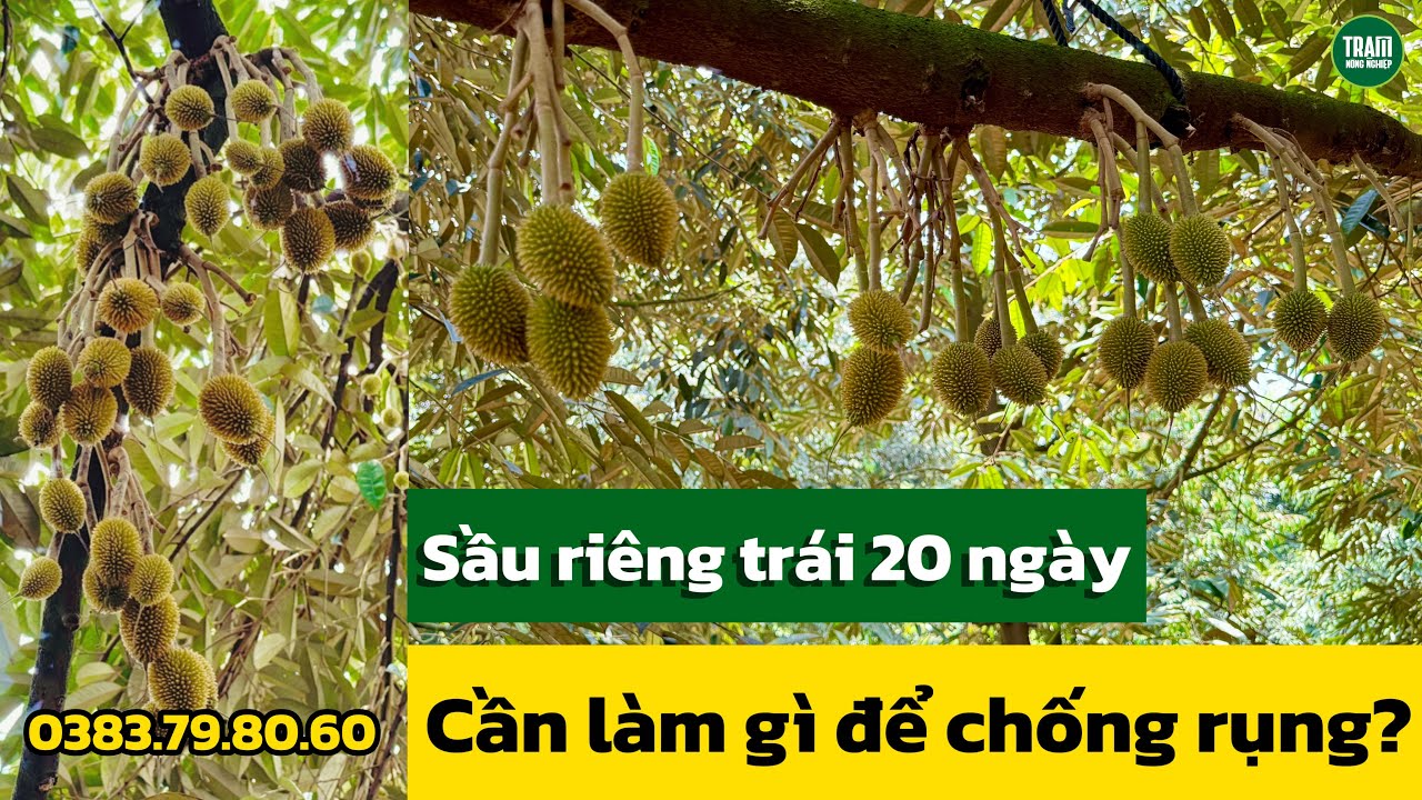 Sầu riêng trái 20 ngày, tưới nước, xịt thuốc, bón phân gì để chống rụng? | Trạm Nông Nghiệp